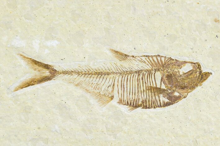 Detailed Fossil Fish (Diplomystus) - Wyoming #113564